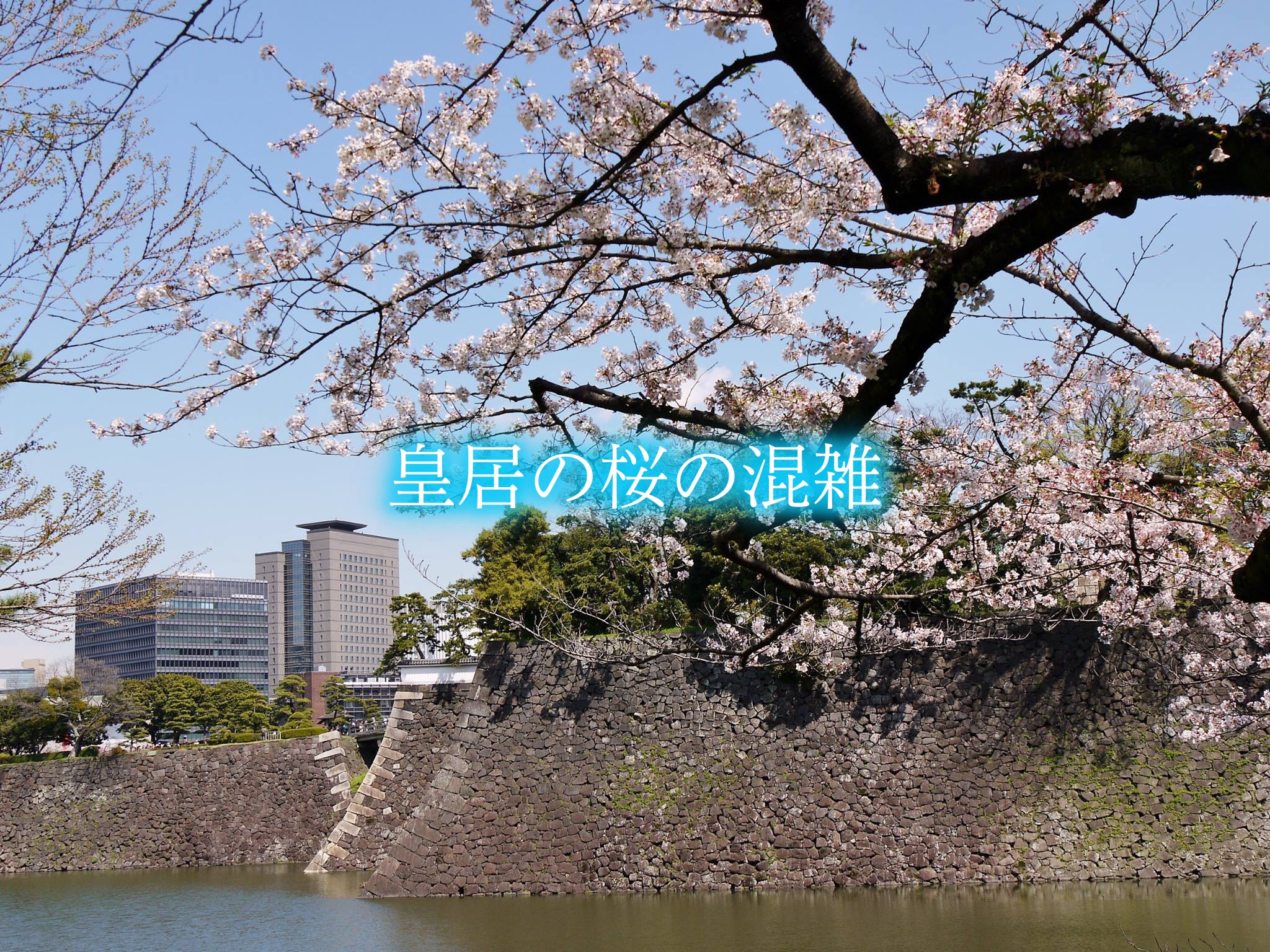 皇居　桜